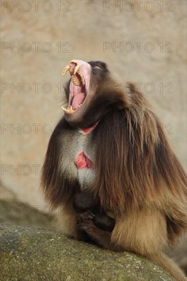 Male (Theropithecus gelada) jelada with dentition and teeth, open mouth, threatening, captive