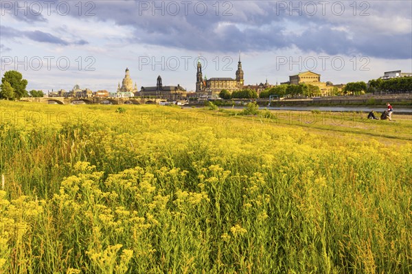Flowering Elbe meadows in Dresden's Old Town with silhouette