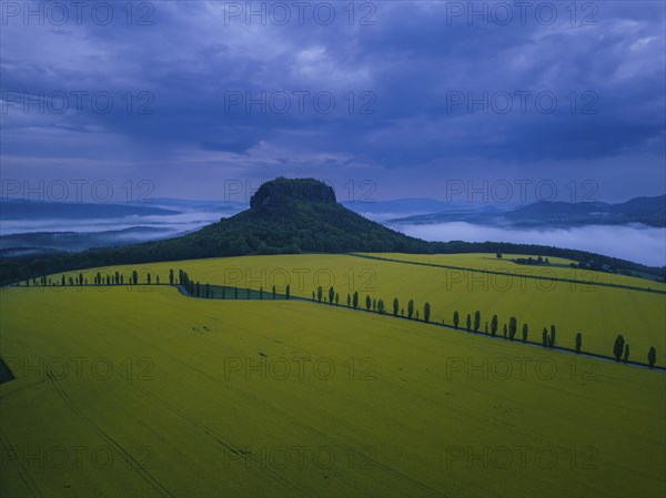 The Lilienstein in a blossoming rape field in the evening with fog and stormy skies