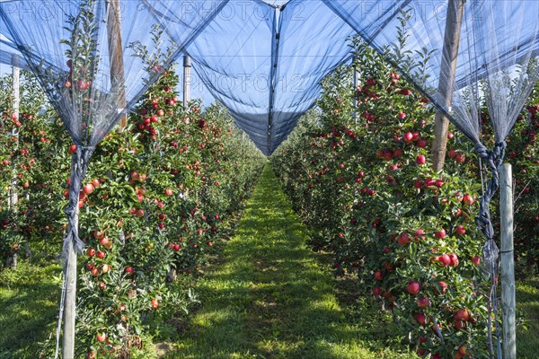Apple orchard with apples ripe for harvesting and hail protection net, Bodman-Ludwigshafen,