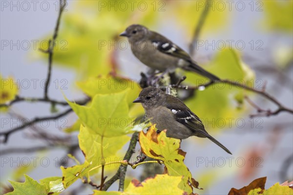Two Madeira (Fringilla coelebs maderensis) chaffinches, sitting on a branch, Madeira, Portugal,