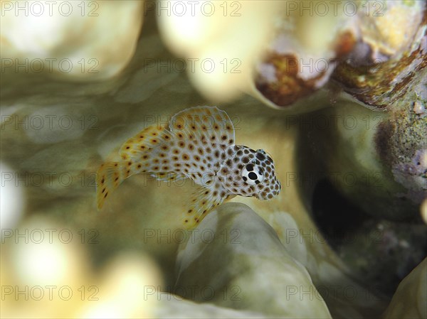 Juvenile leopard cusk tusk (Exallias brevis), dive site House Reef, Mangrove Bay, El Quesir, Red