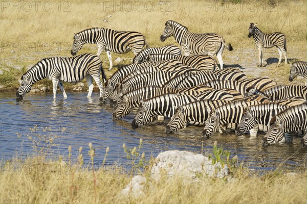 Burchells zebra (Equus quagga burchellii) herd standing in waterhole. Etosha National Park,