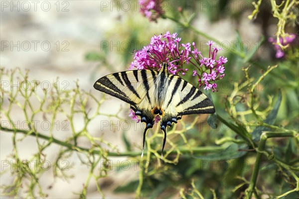 Scarce swallowtail (Iphiclides podalirius), Provence, France, Europe