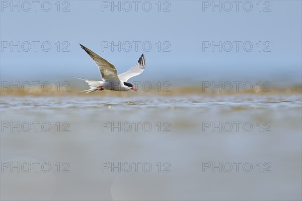 Elegant tern (Thalasseus elegans) flying in the sky above the sea, hunting, ebro delta, Catalonia,