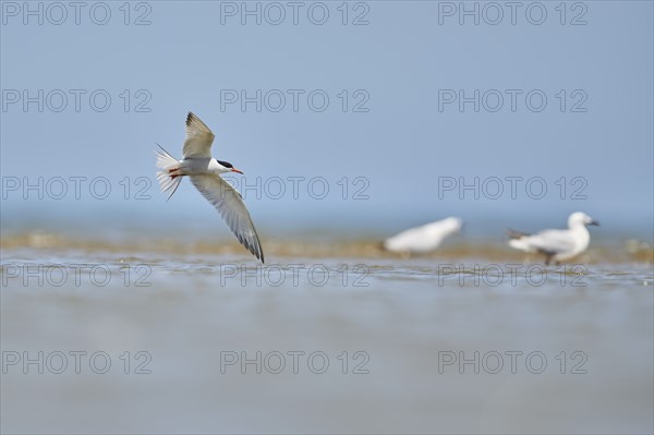 Elegant tern (Thalasseus elegans) flying in the sky above the sea, hunting, ebro delta, Catalonia,