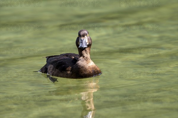 Tufted Duck (Aythya fuligula), female, Hintersee, Ramsau, Berchtesgadener Land, Bavaria, Germany,