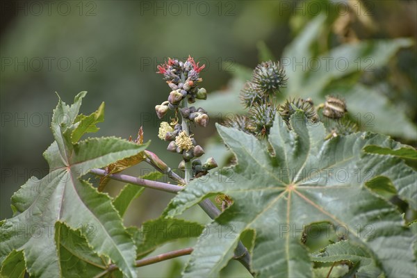 Castor oil plant (Ricinus communis), a spurge from which castor oil is extracted, with flowers and