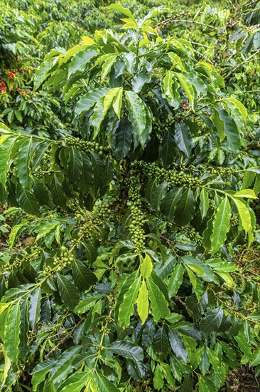 Coffee bushes and beans, Coffee farm Hacienda Venecia, Zona Cafetera, Colombia, South America