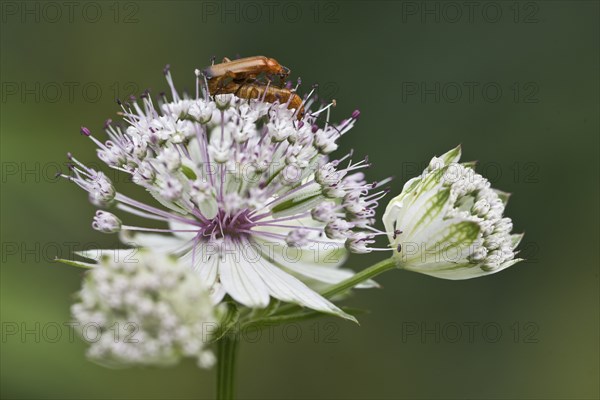 Common red soldier beetle (Rhagonycha fulva) on starthistle (Astrantia major), Emsland, Lower