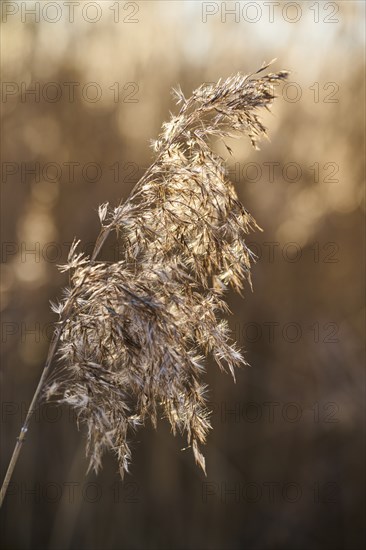 Common reed (Phragmites australis) seeds, detail, Upper Palatinate, Bavaria, Germany, Europe