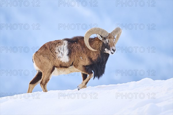 European mouflon (Ovis aries musimon) ram on a snowy meadow in the mountains in tirol, Kitzbühel,