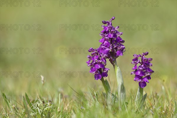 Green-winged orchid (Anacamptis morio), flowers in a nature reserve, Hesse, Germany, Europe