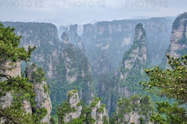 Famous tourist attraction of China, Zhangjiajie stone pillars cliff mountains in fog clouds at
