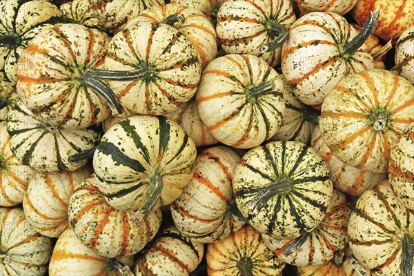 Many Carnival squashes with yellow and green stripes