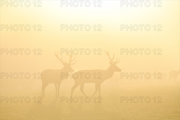 Red deer (Cervus elaphus) in the rut, male, captive, morning mood, Rhodes, Département Moselle,