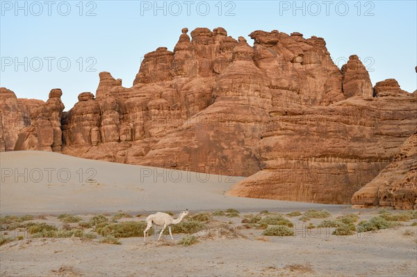 White dromedary in the Ashar Valley, near AlUla, Medina Province, Saudi Arabia, Arabian Peninsula,