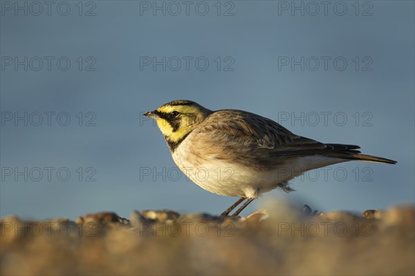 Shorelark or Horned lark (Eremophila alpestris) adult bird on a beach, Suffolk, England United