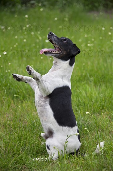 Jack Russell Terrier, pedigree dogs, terriers, domestic dogs (Canis lupus familiaris), pets,