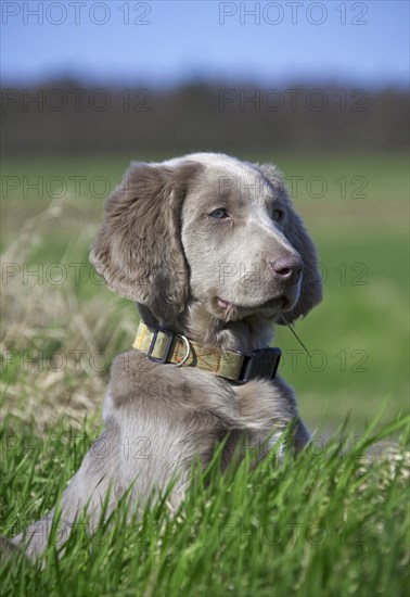 Domestic dog (Canis lupus familiaris), long-haired puppy in the field, Germany, Europe