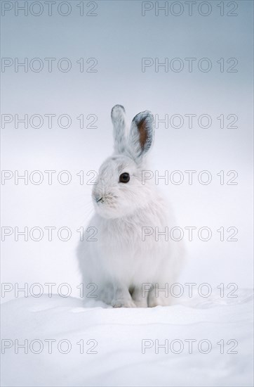 Snowshoe Hare (Lepus americanus), Montana, USA, North America