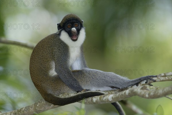 Lesser White-nosed Monkey, Kleine Weissnasenmeerkatze, Lesser White-nosed Guenon (Cercopithecus