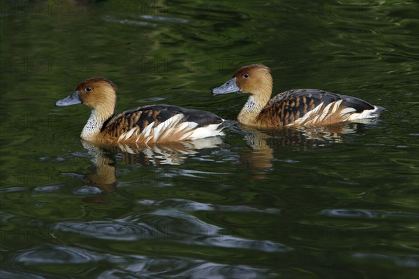 Fulvous Whistling Ducks (Dendrocygna bicolor)