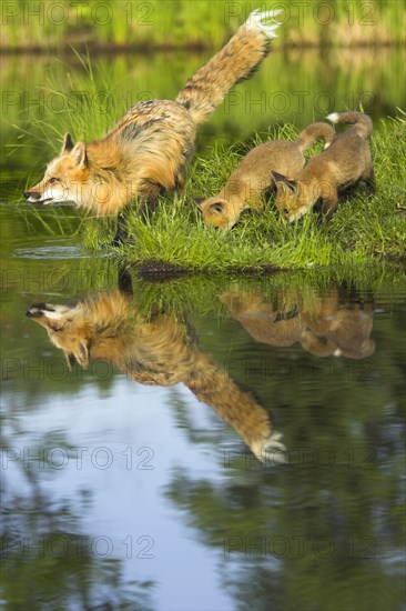 American Red Fox (Vulpes vulpes fulva) with cubs