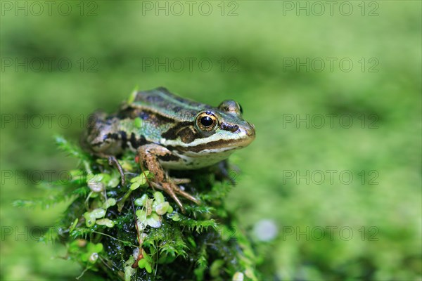 Water frog ( Rana esculenta) , Switzerland, Europe