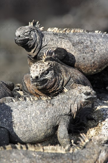 Galapagos marine iguanas (Amblyrhynchus cristatus), marine iguana, Ecuador, South America