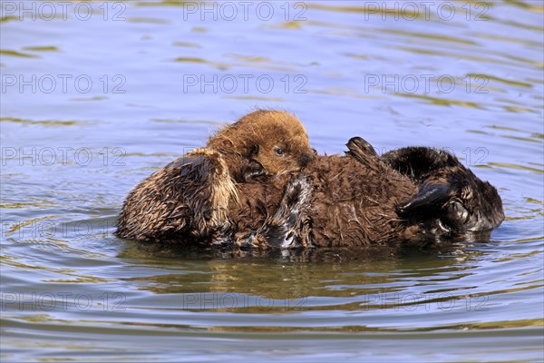 Sea Otter (Enhydra lutris) with young, California, USA, North America