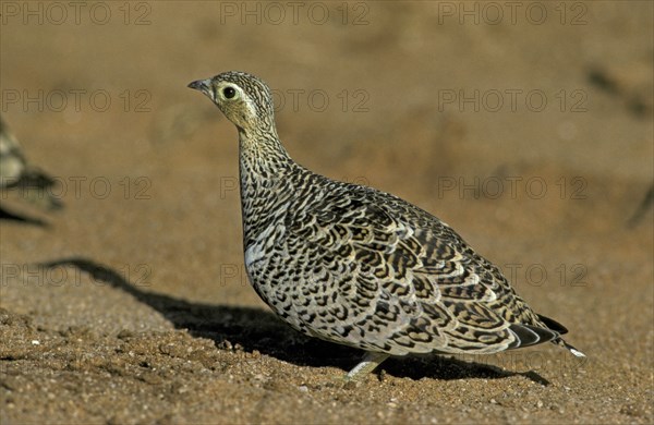 Black-faced Sandgrouse (Pterocles decoratus), female, Samburu Game Reserve, Kenya, side, Africa