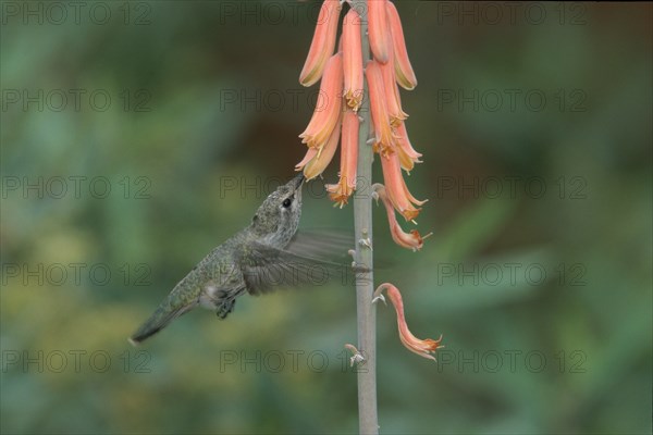Anna's hummingbird (Calypte anna), young male, Sonora Desert, Arizona, page, USA, North America