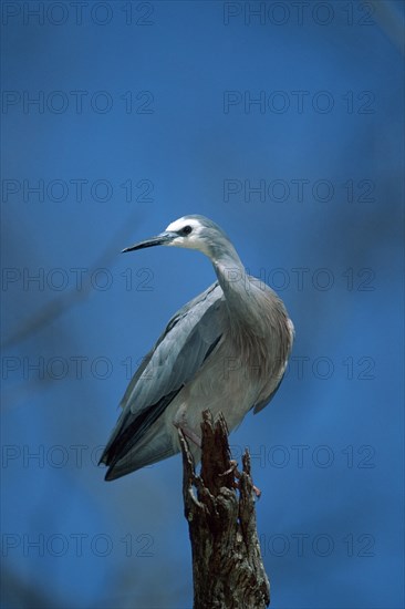 White-faced Egret (Ardea novaehollandiae) (Egretta novaehollandiae)