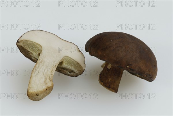 Boletus, bay bolete (Xerocomus badius), Europe, landscape, horizontal, crop, object, indoor,