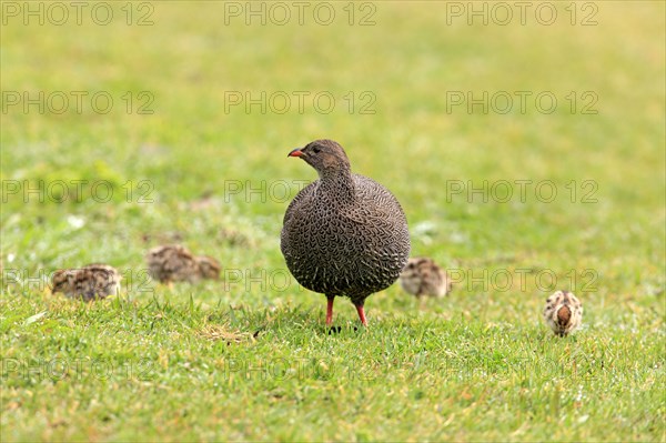 Cape spurfowl (Francolinus capensis), female with chicks