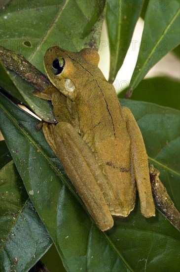 Rosenberg's Gladiator tree frog, Rosenberg's treefrog (Hypsiboas rosenbergi) (Hyla rosenbergi)