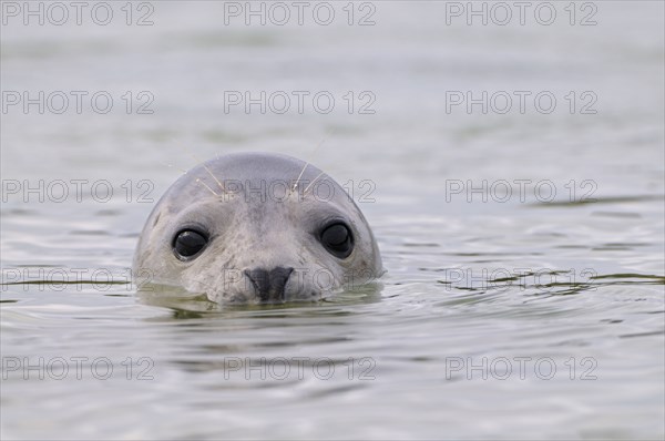 Common seal, Helgoland dune, Schleswig-Holstein, Germany, Europe
