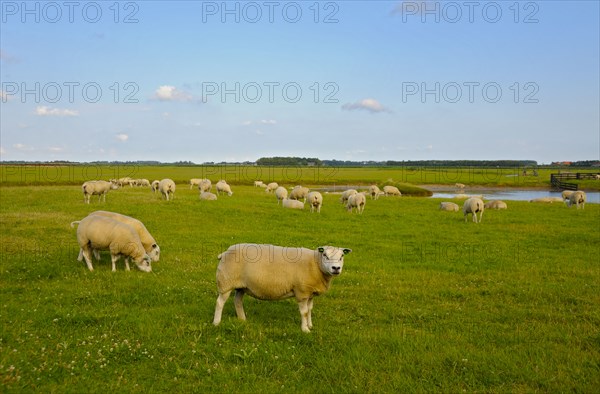 Texel sheep, near Den Burg, Texel Island, North Holland, Netherlands