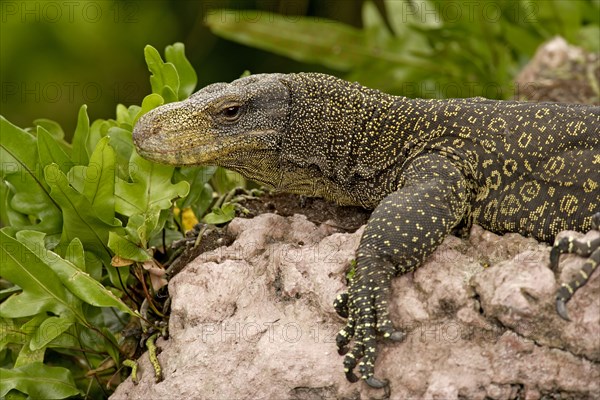 Crocodile Monitor (Varanus salvadorii)