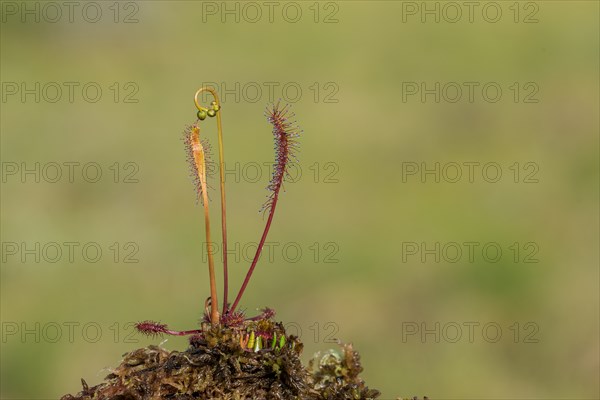 English sundew (Drosera anglica), Smaland, Sweden, Europe