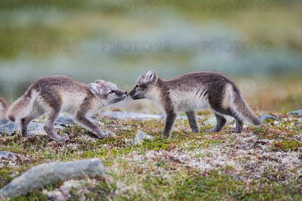 Arctic foxes (Vulpes lagopus), puppies sniffing, Varanger, Finnmark, Norway, Europe