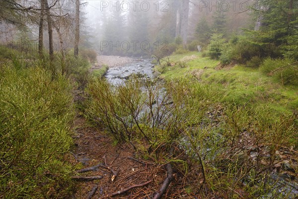 Nebel am Oderteich, Harz National Park, Lower Saxony, Germany, Europe