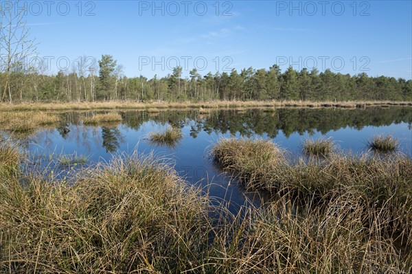 Moorland landscape, renaturalised, peat-covered moorland, Großes Moor nature reserve, Lower Saxony,