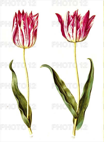 Garden tulip (Tulipa) gesneriana, Historic, digitally enhanced reproduction of an original from the