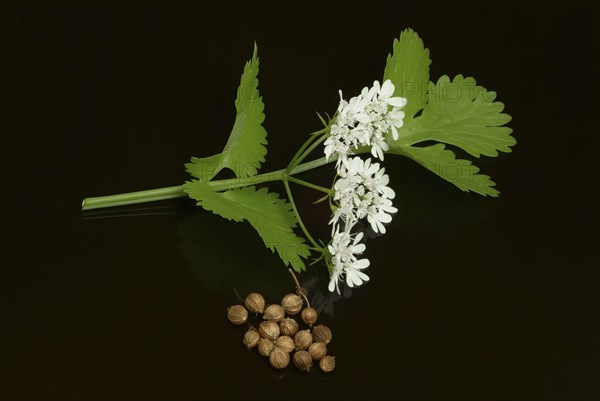 Coriander (Coriandrum sativum), leaves, flowers and seeds, plant species in the umbellifer family,