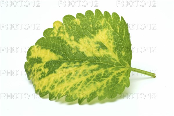Yellow lemon balm (Melissa officinalis) or melissa, family of the labiates, the foliage leaves,