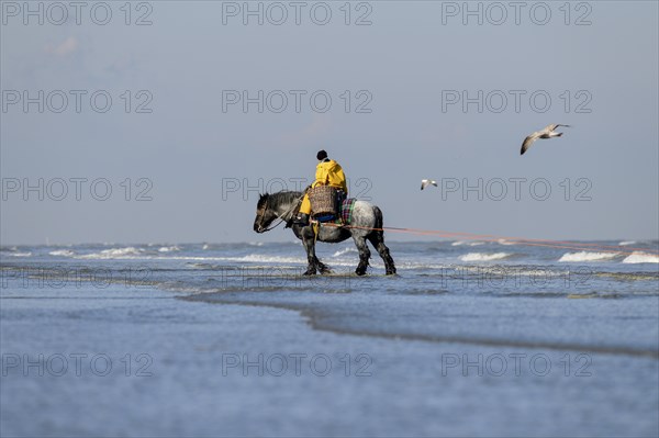 Horse fishermen with his trawl net catching Brown shrimp (Crangon crangon), Koksijde, North Sea