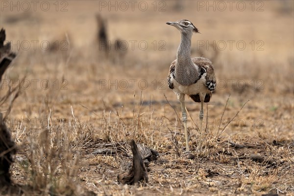 Giant bustard, Kori bustard (Ardeotis kori), adult, foraging, alert, Kruger National Park, Kruger