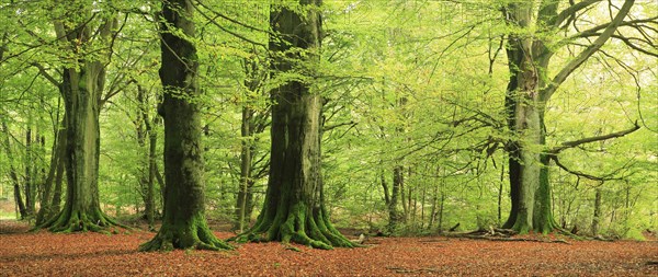 Giant old beech trees in the Hutewald forest with moss-covered roots, natural monument, Sababurg